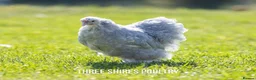 Chickens poultry for sale: Pekins, Polish, Silkies and other bantams - POL - Advert 10