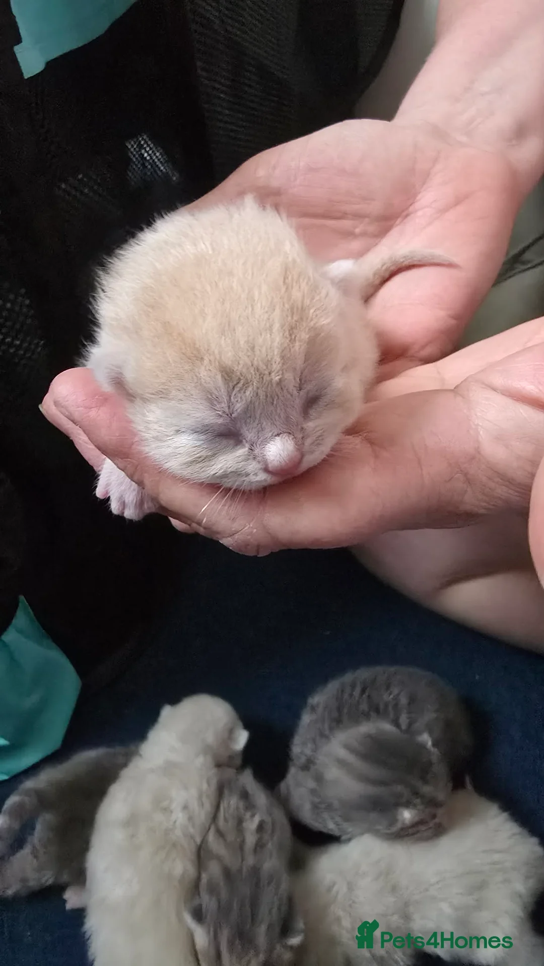 British Shorthair cats for sale: British short-haired, cross ragdoll kittens - Advert 5