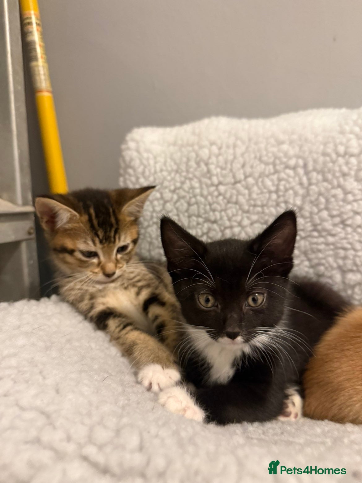 Mixed Breed cats for sale: 🚨GORGEOUS KITTENS READY TO LEAVE 🚨 - Advert 7