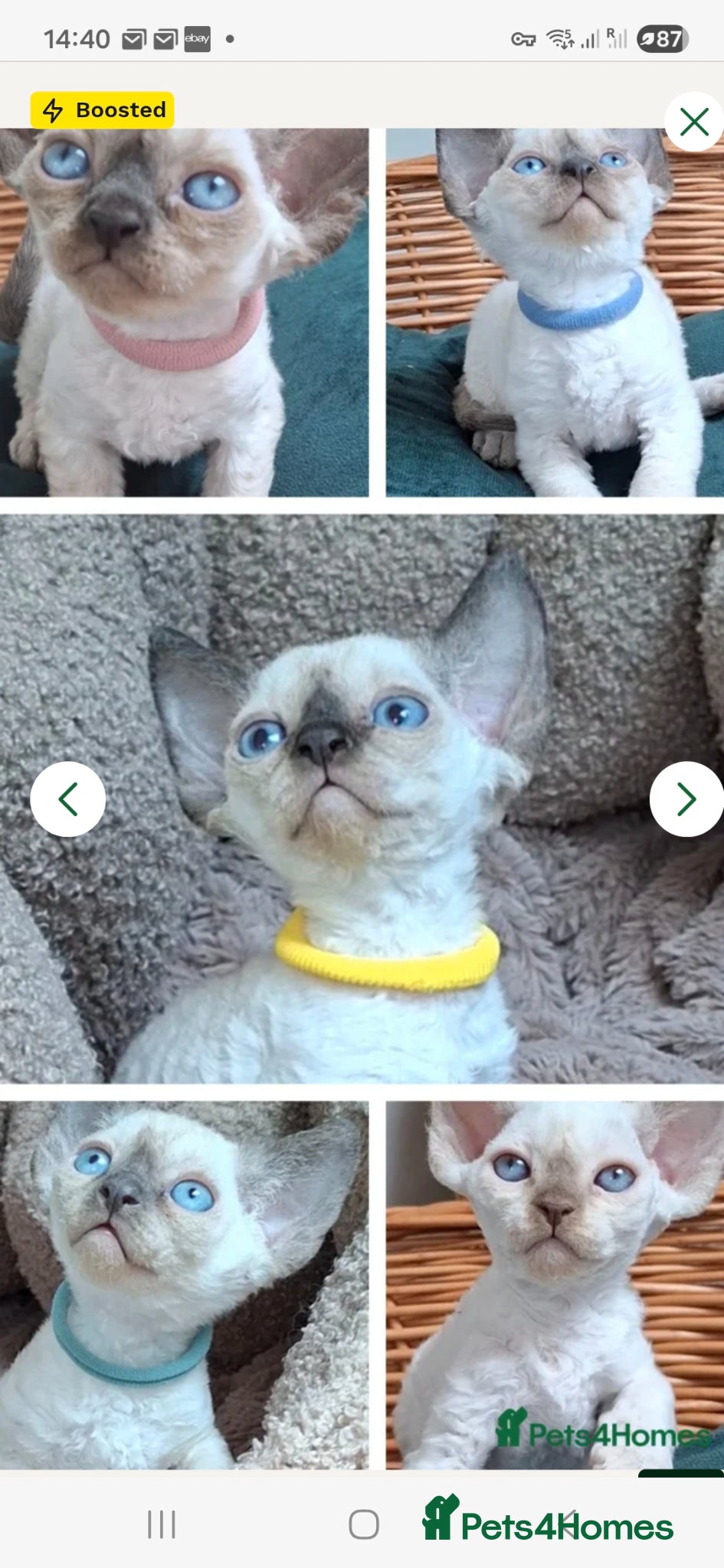 Devon Rex cats Devon rex kittens neutered  included in the price - Advert 2