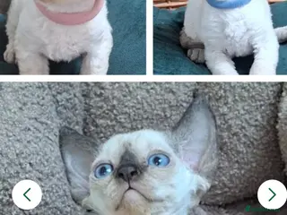 Devon Rex cats Devon rex kittens neutered included in the price - Advert 2