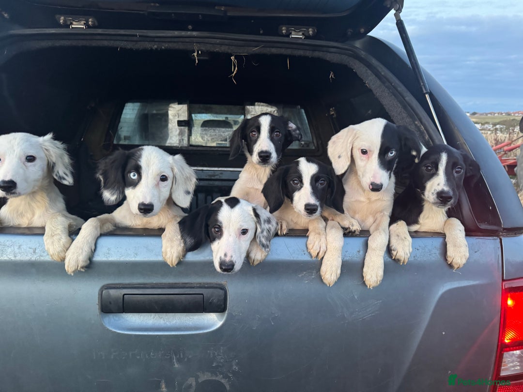 Mixed Breed dogs for sale: Springer cross collie  - Image 17
