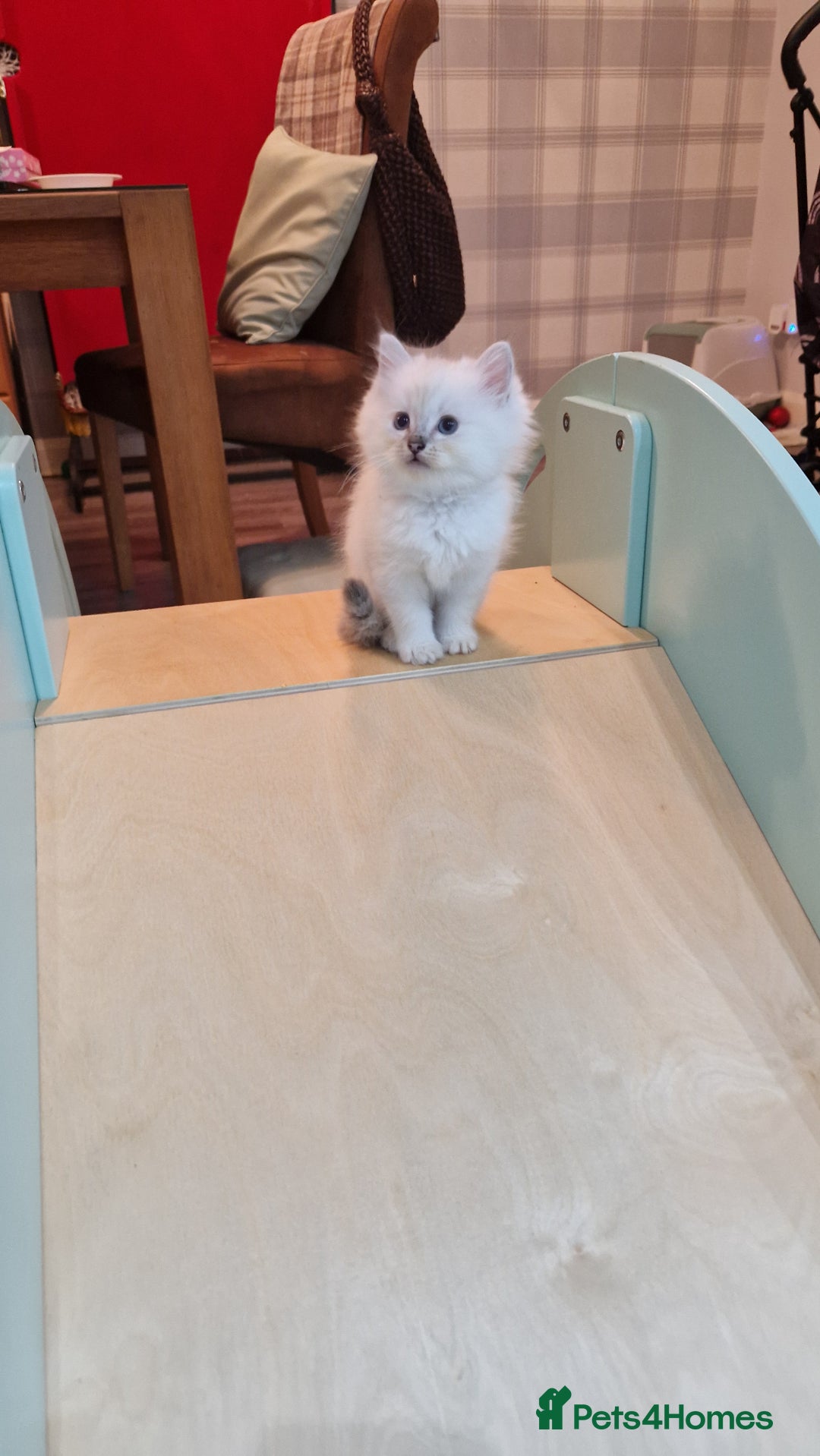 Ragdoll cats for sale: Ragdoll kittens - Advert 13