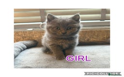 British Shorthair cats for sale: British short hair kittens  - Image 3
