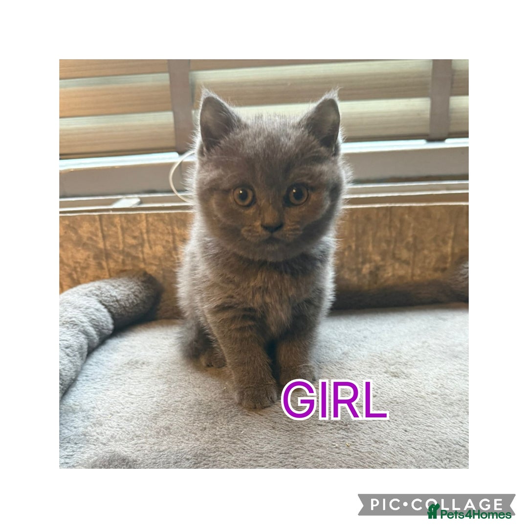 British Shorthair cats for sale: British short hair kittens  - Image 3