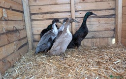 Ducks poultry for sale: Ducks, chickens and quail  - Image 1