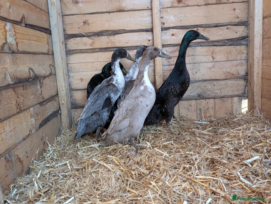 Ducks poultry for sale: Ducks, chickens and quail  - Image 1