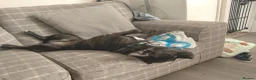 Staffordshire Bull Terrier dogs for sale: 14 month old male staffy  in Ryton - Advert 3
