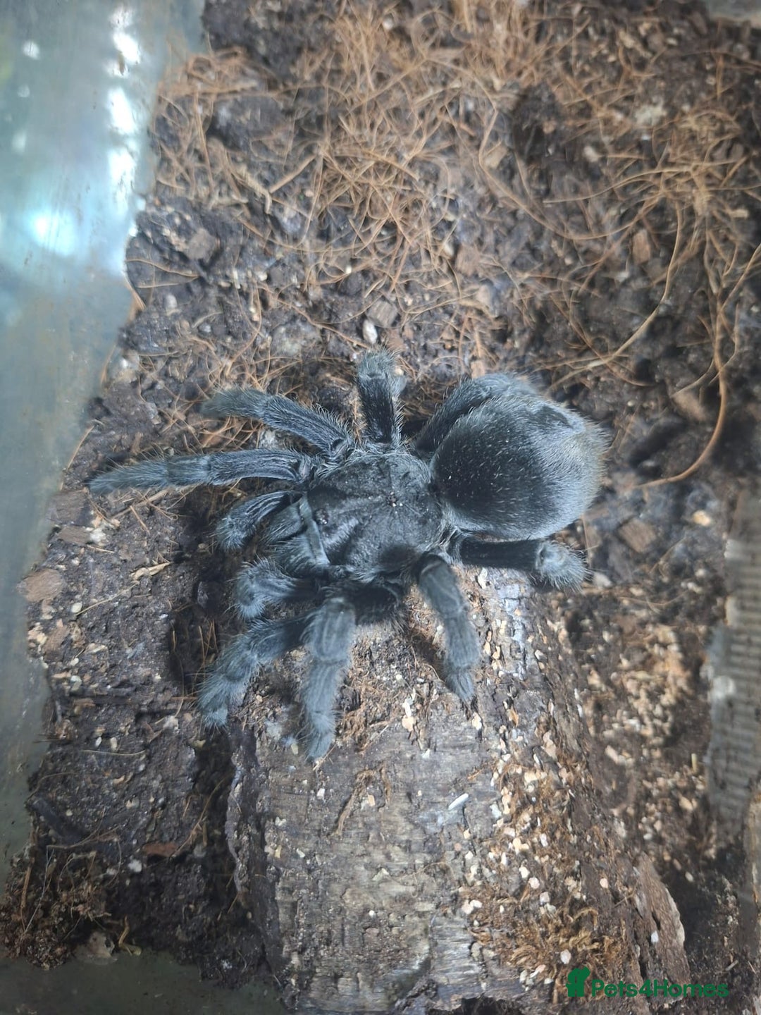 Spiders invertebrates for sale: 4 Tarantulas and Enclosures  - Image 4