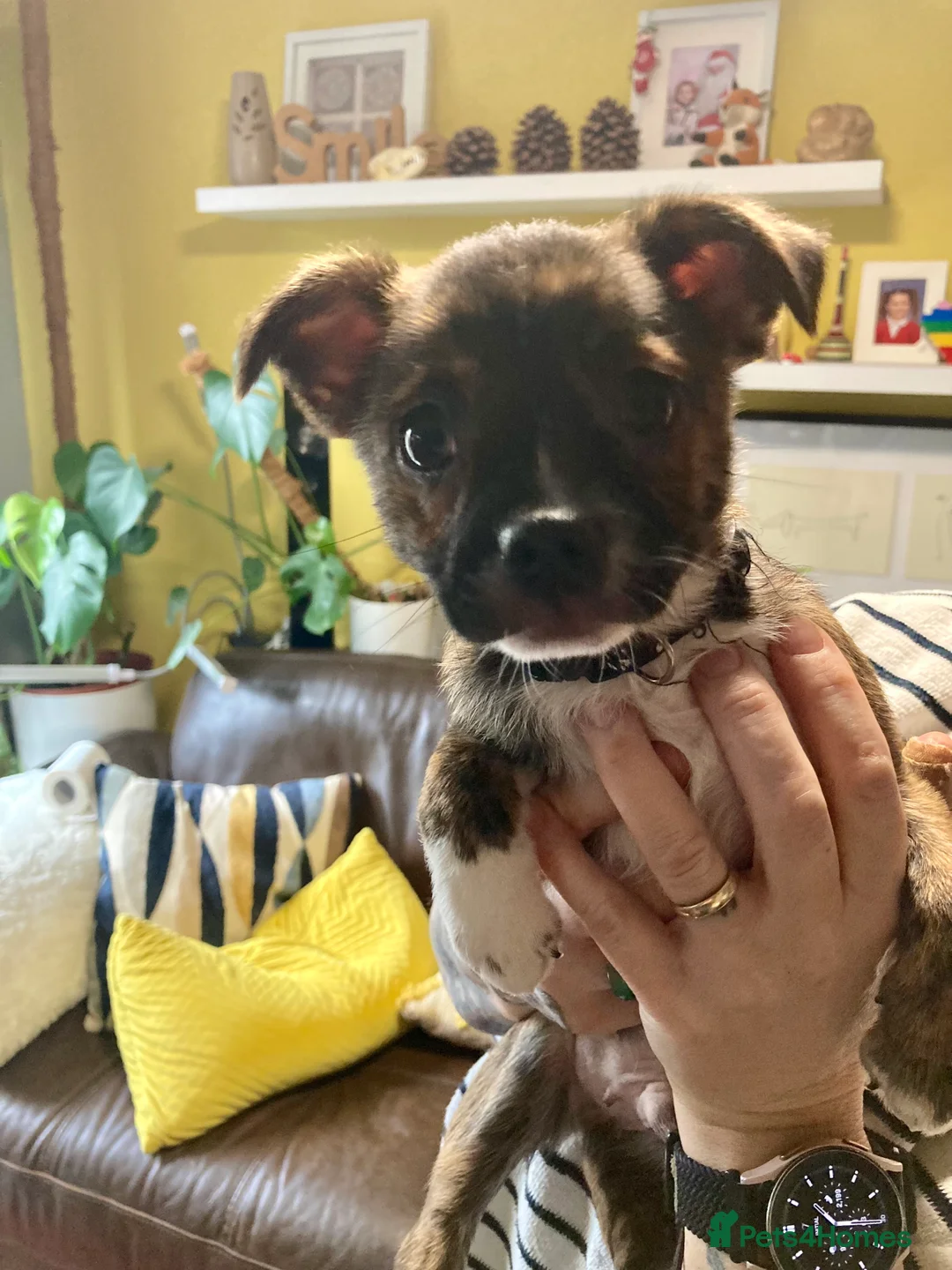 Mixed Breed dogs for sale: Gorgeous little pups - Advert 4