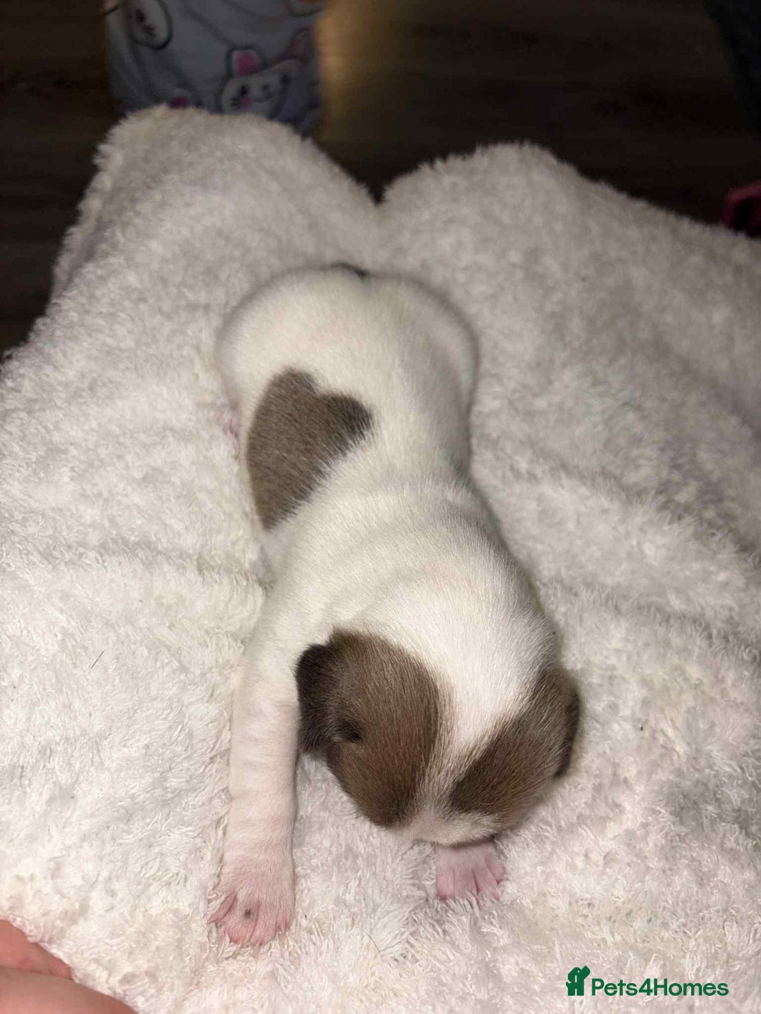 Jack Russell dogs for sale: 4 left!!! Blue/red tri JR puppies  - Advert 22