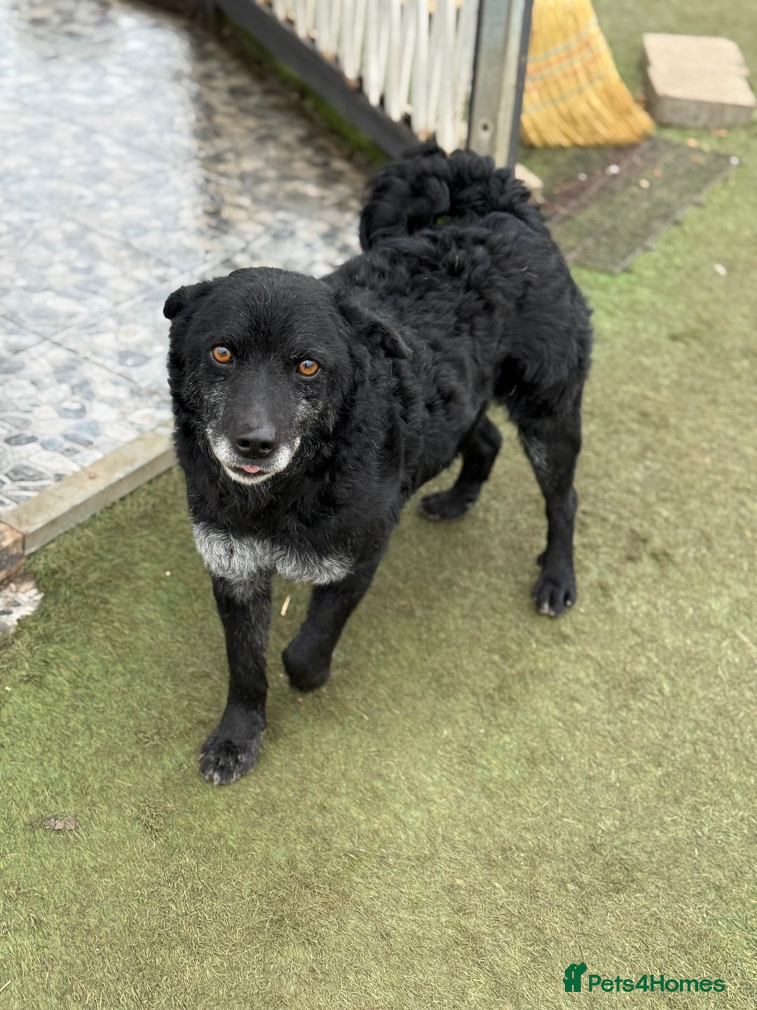 Mixed Breed dogs for adoption: Sweet Romeo Looking for LOVE - Advert 27