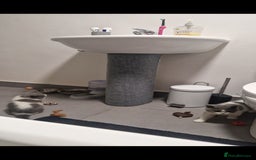 British Shorthair cats for sale: 😍 READY NOW gccf reg British shorthair kittens - Advert 9