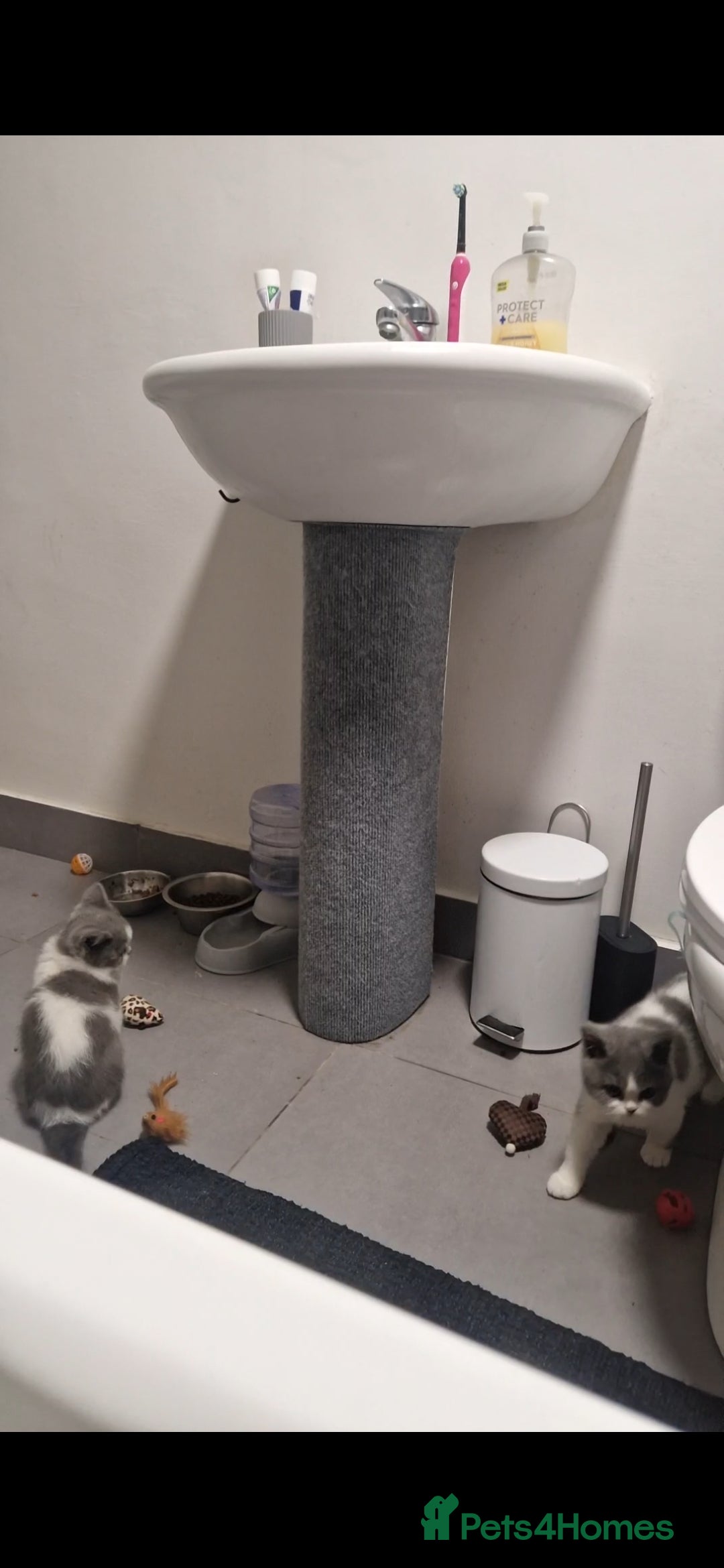 British Shorthair cats for sale: 😍 READY NOW gccf reg British shorthair kittens - Advert 9