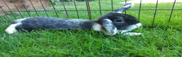 Mini Lop rabbits for sale: Gorgeous Mini Lops  - Advert 10