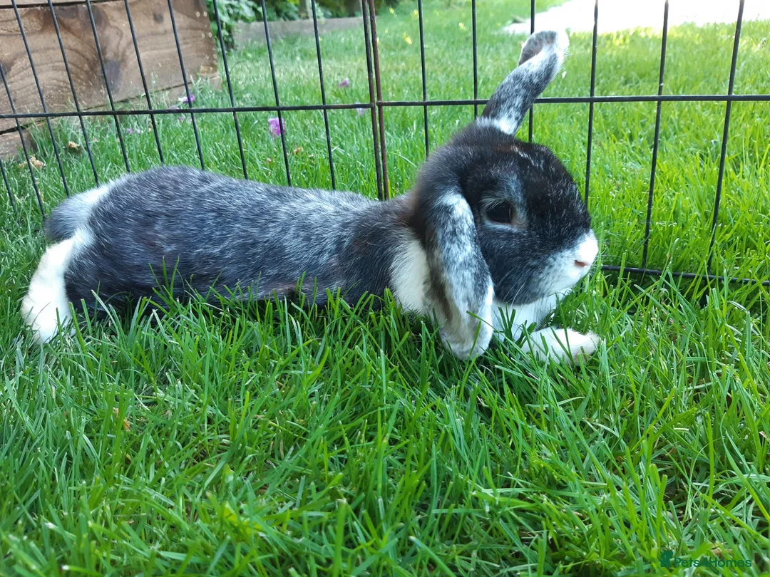 Mini Lop rabbits for sale: Gorgeous Mini Lops  - Advert 10