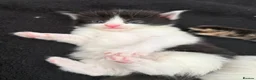 Mixed Breed cats for sale: Mixed Maine Coon kittens  - Advert 24