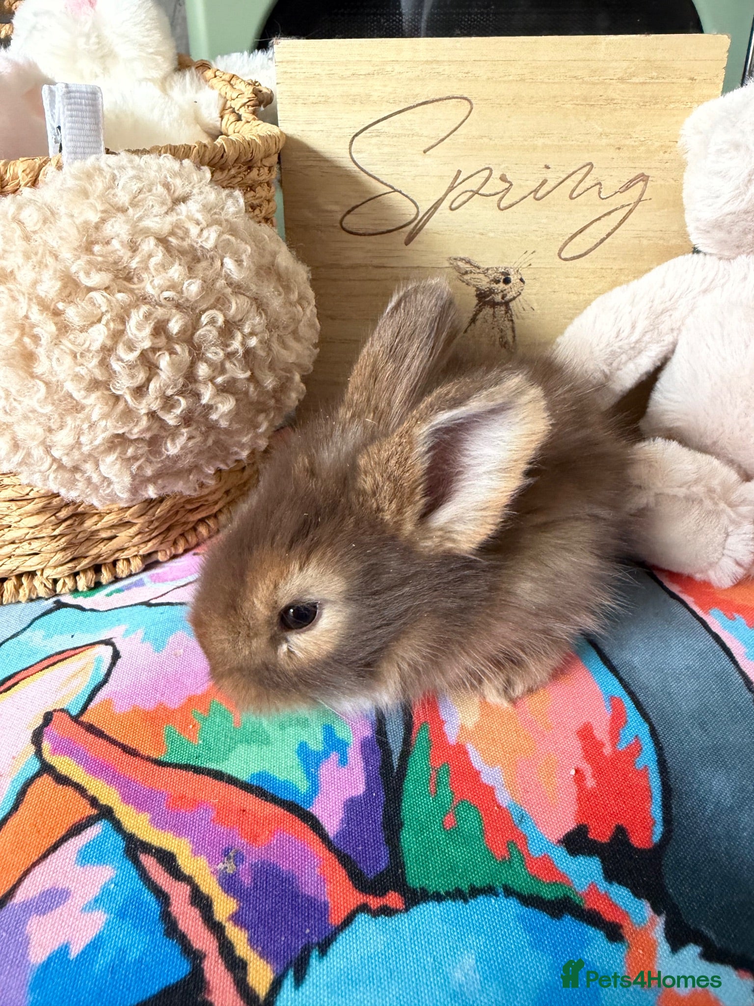 Angora rabbits Angora full face purebred balls of fluff 🐇  - Advert 2