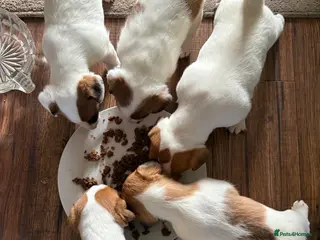 Jack Russell dogs Traditional Jack Russell Puppies for Sale - Advert 2