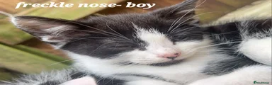Milo