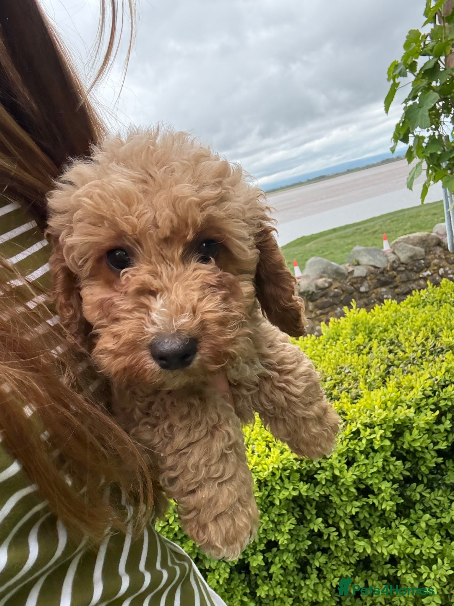Cockapoo dogs Cockapoo Puppies – Ready Now - Advert 15
