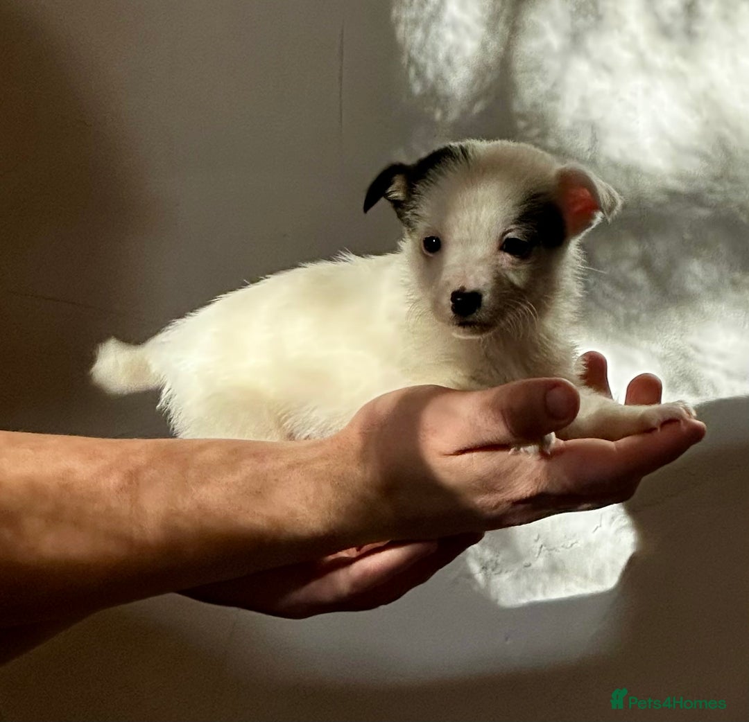 Jack Russell dogs for sale: Superb KC Reg’d Jack Russell Terrier DNA CLEAR - Advert 19