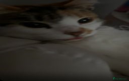 British Longhair cats for sale: Lulu female 2 years old  - Image 12