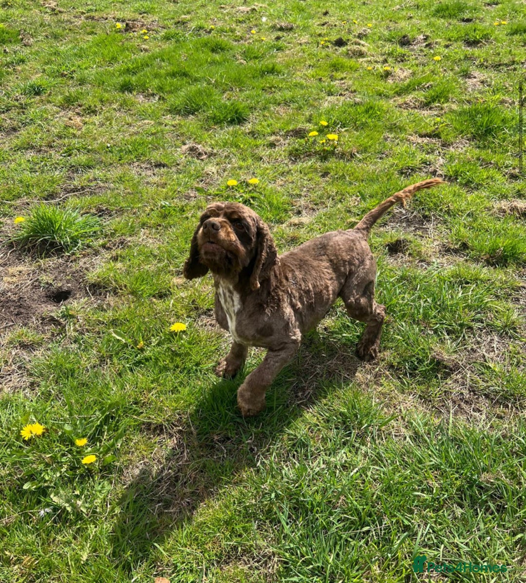American Cocker Spaniel dogs for sale: Lovey Chocolate Tri Adult Male - Image 2