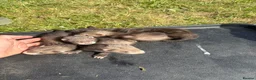 Ferret rodents for sale: Ferrets for sale  in Mansfield - Advert 1