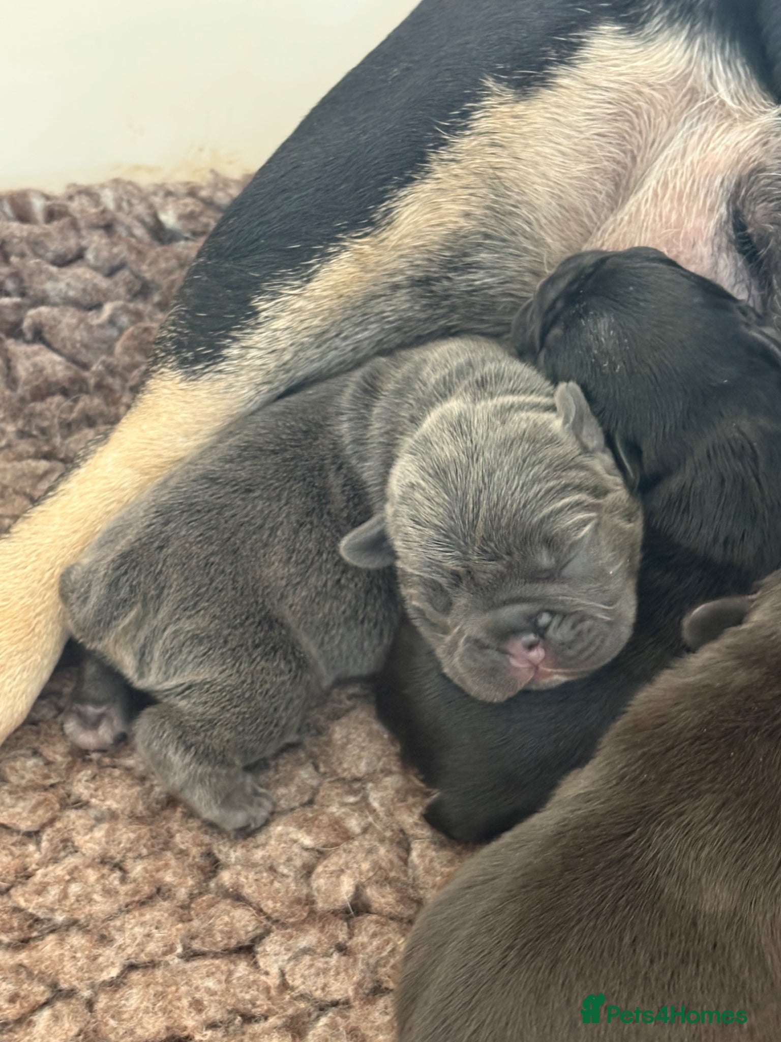 French Bulldog dogs Stunning French bulldogs  - Advert 3