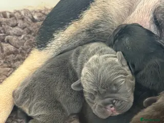 French Bulldog dogs Stunning French bulldogs - Advert 3