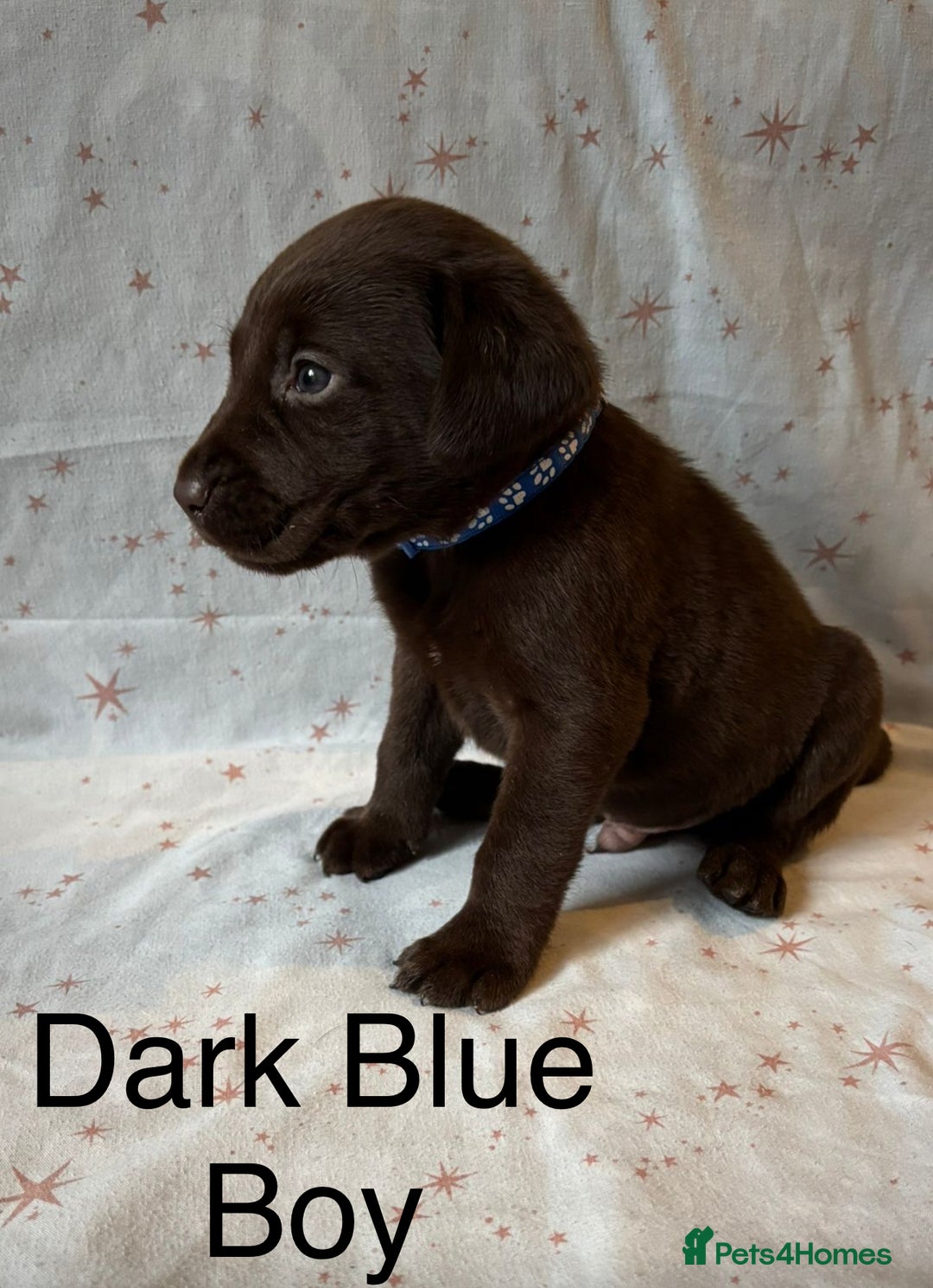 Labrador Retriever dogs for sale: Beautiful KC Chocolate Labrador Retriever puppies - Advert 10