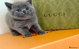 British Shorthair cats for sale: Britishshort hair kittens - Image 4