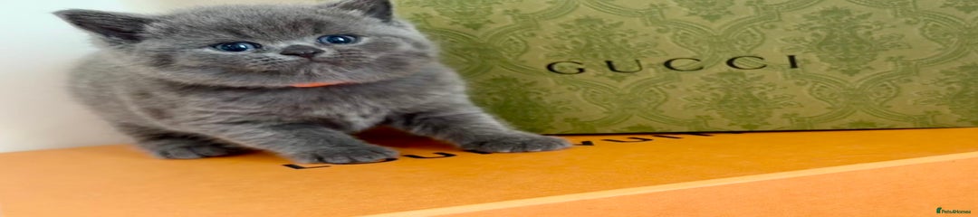 British Shorthair Kitten 3