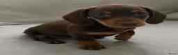 Miniature Dachshund dogs for sale: Ready Now - Beautiful Miniature Dachshund Puppies - Advert 7