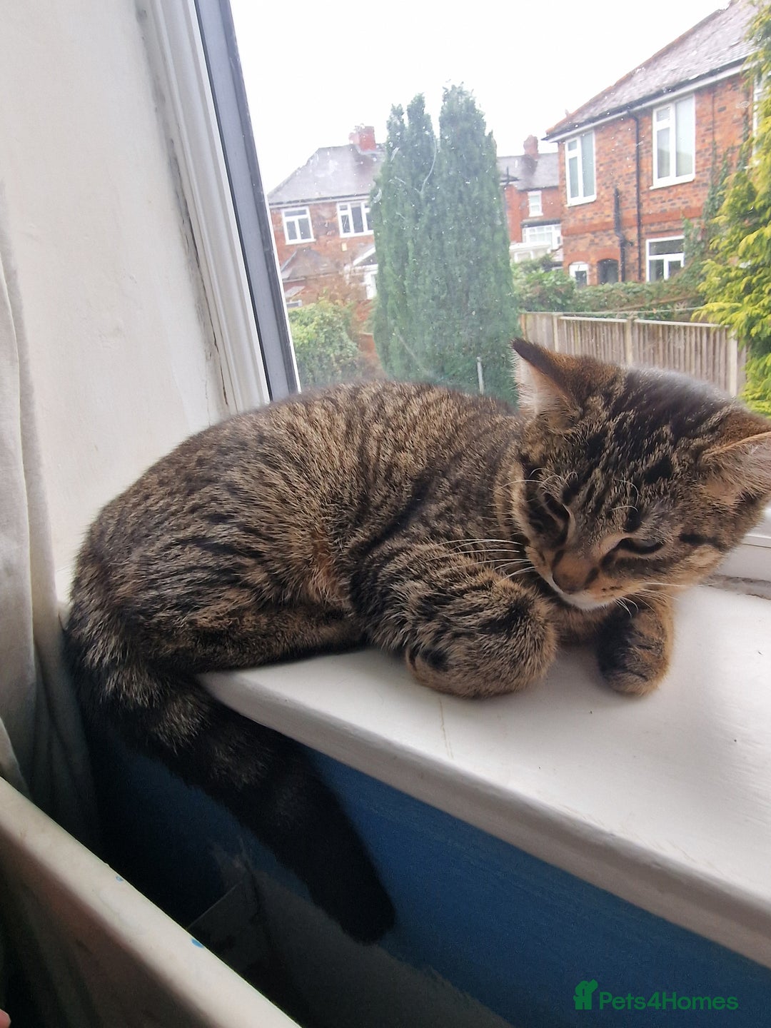 Mixed Breed cats for sale: Kitten - Advert 2