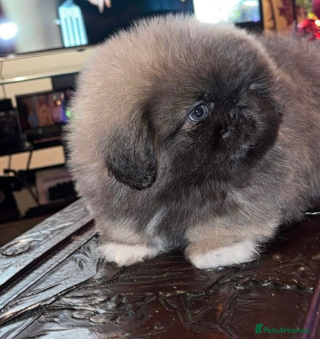 Pekingese dogs for sale: High quality Pekingese puppies  - Advert 1