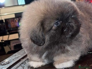Pekingese dogs High quality Pekingese puppies - Advert 8