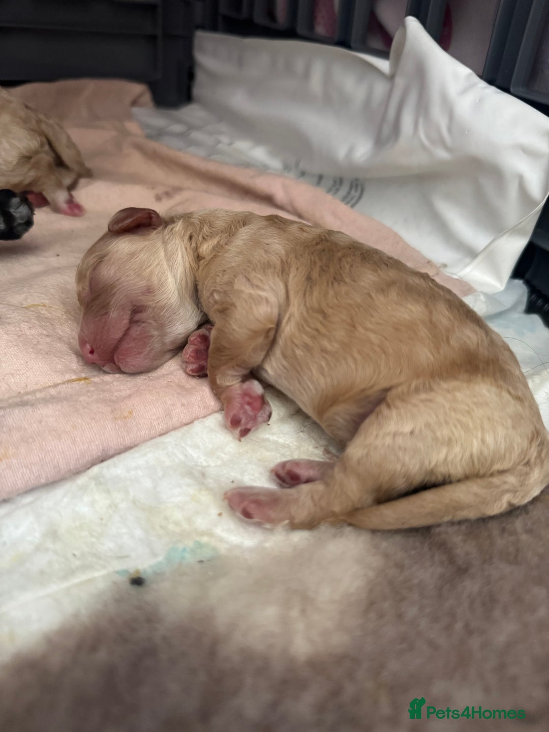 Mixed Breed dogs for sale: Beautiful Miniature Cockapoo - Image 3