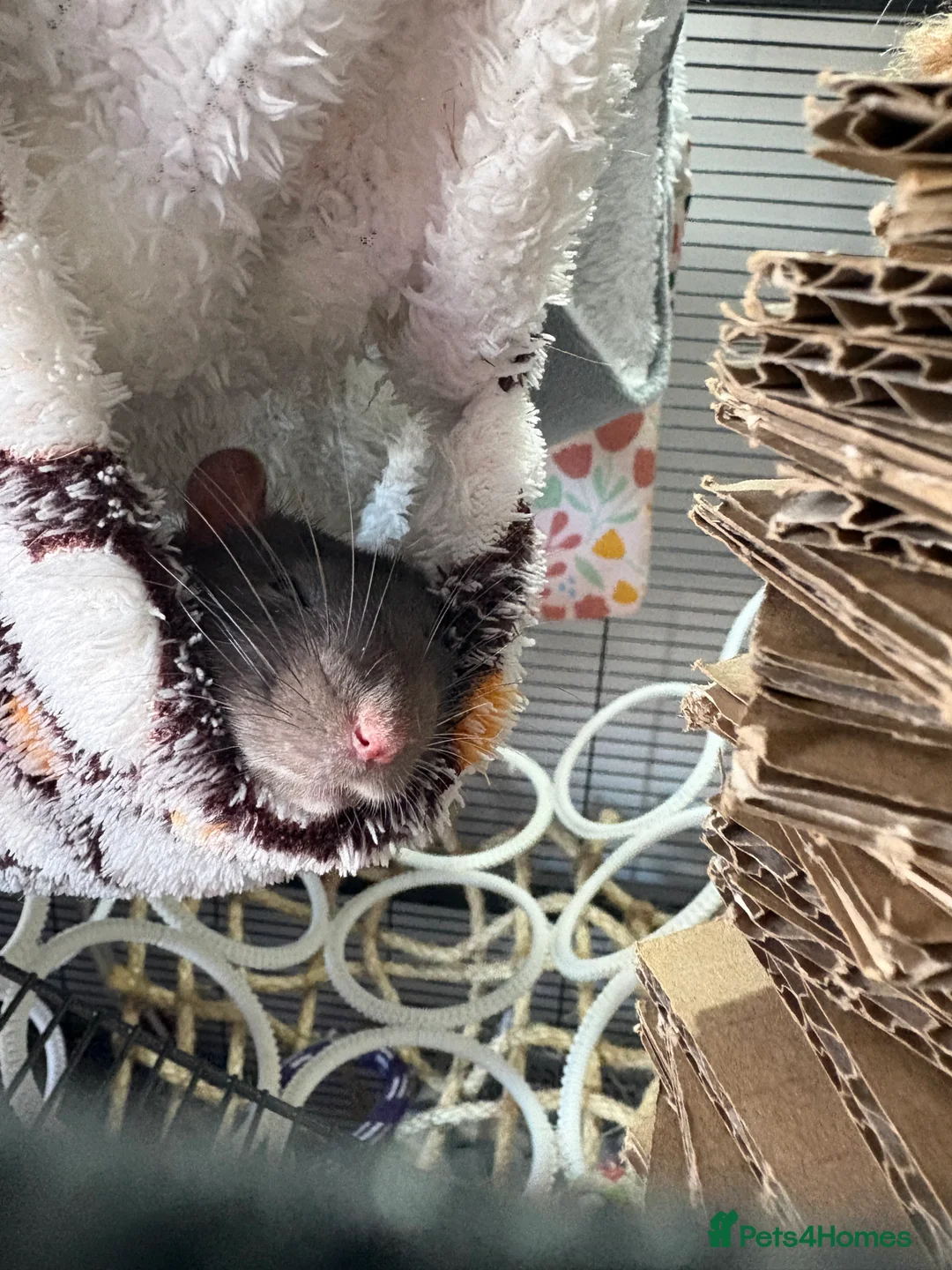 Rat rodents for sale: 4 male bonded rats (10months old) - Advert 1