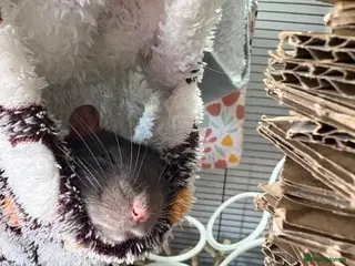 Rat rodents 4 male bonded rats (10months old) - Advert 4