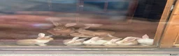 Continental Giant rabbits for sale: 9 Continental bunnies  - Advert 6