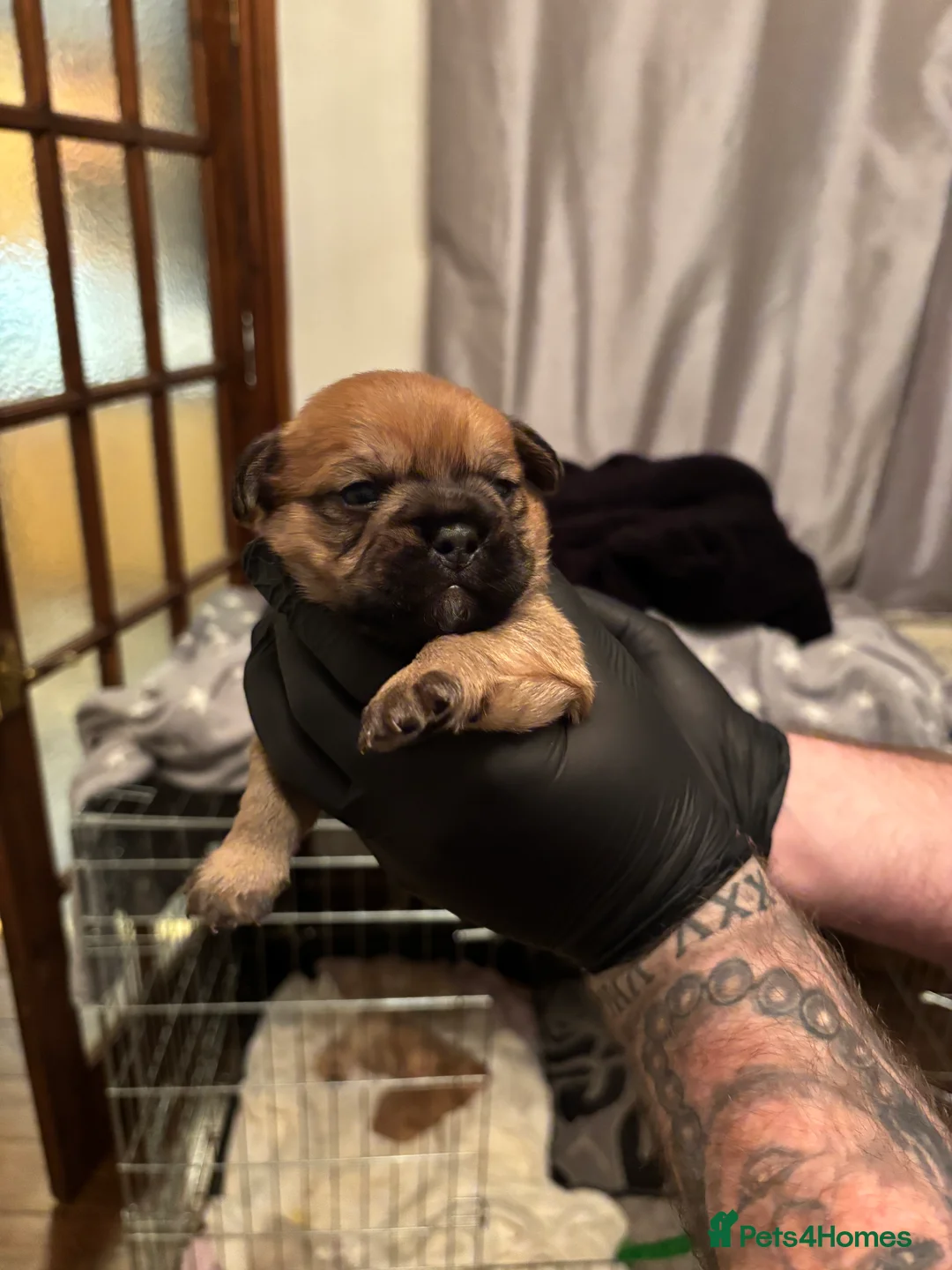 Mixed Breed dogs for sale: Floodles - Advert 29