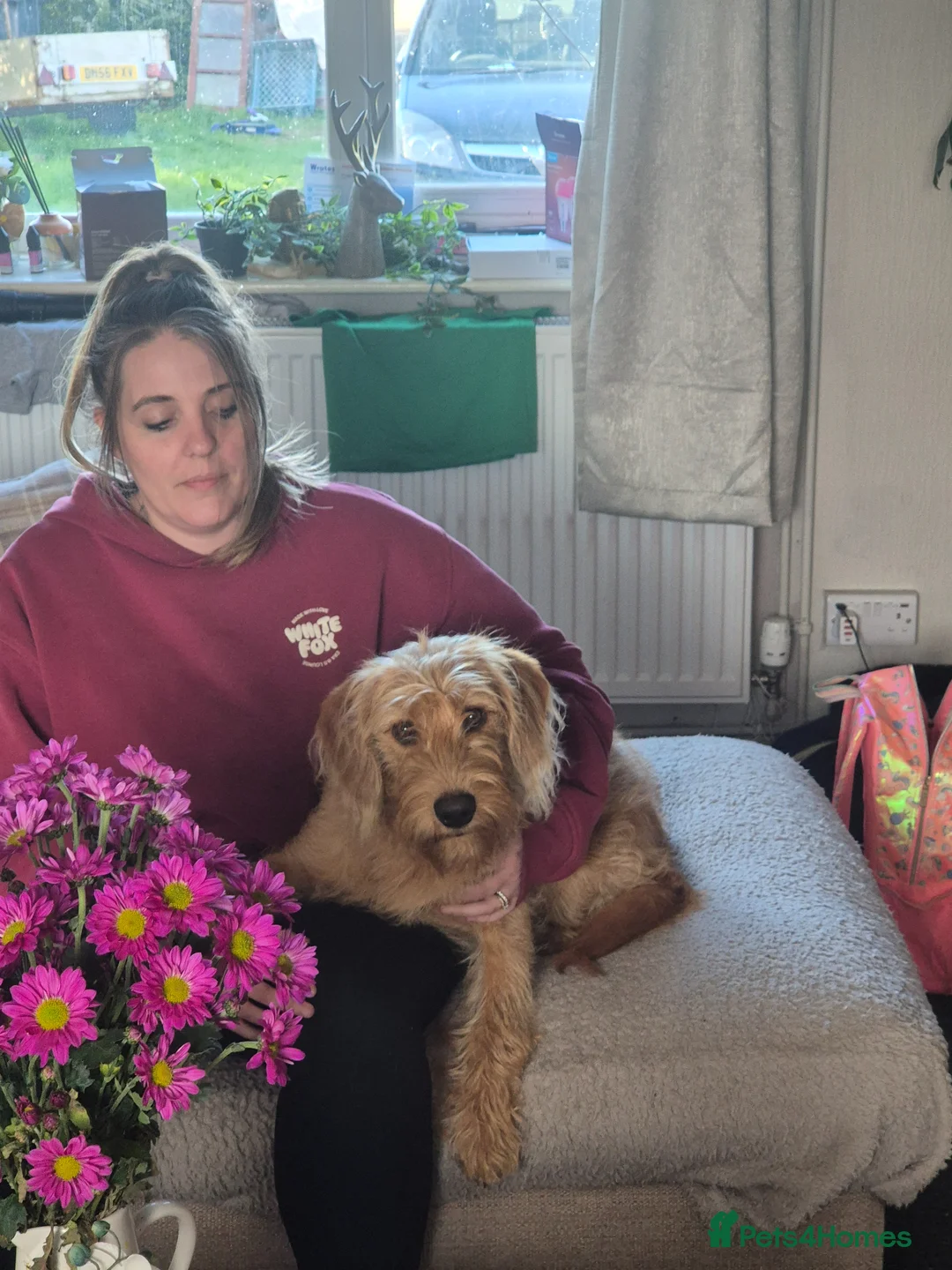 Labradoodle dogs for sale: Max my red labradoodle - Advert 1