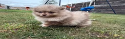 Pomeranian dogs for sale: 🍫🍦 CHOCOLATE CREAM MEARLE TEDDY BEARS🍫🍦 - Advert 8