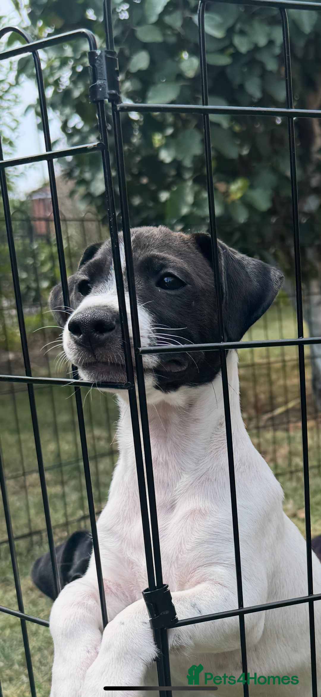 Jack Russell dogs for sale: Jack Russell Puppies. 3 Available: 1 Girl, 2 Boys - Image 1