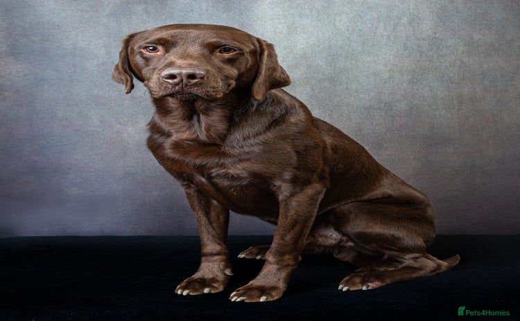 Labrador Retriever dogs - Advert 18