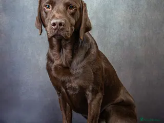 Labrador Retriever dogs KC REGISTERED CHOCOLATE STUD DOG - Advert 21