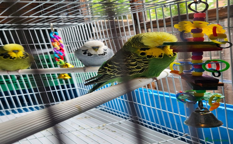 Budgerigars birds - Advert 1