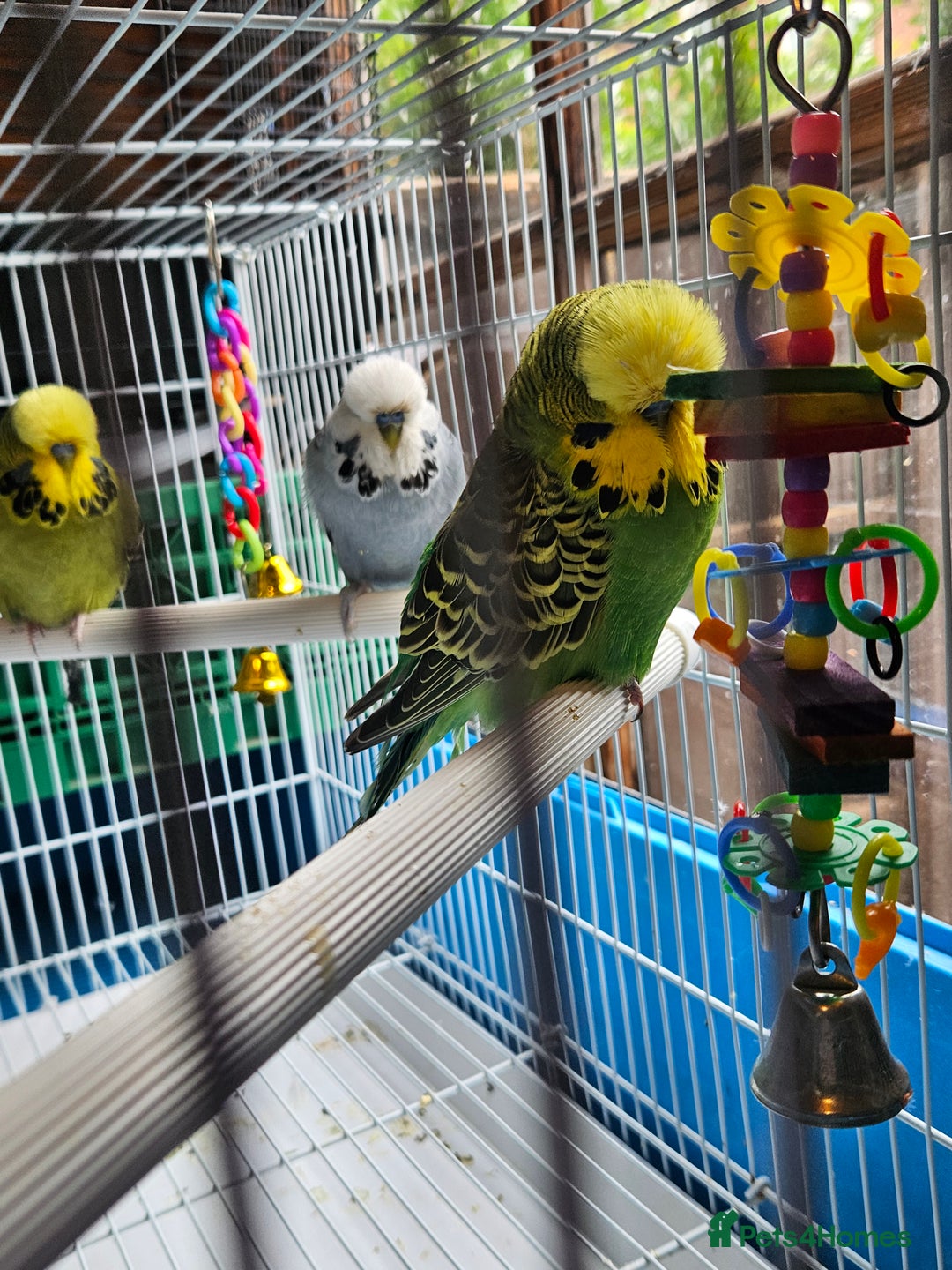 Budgerigars birds for sale: 3 Young Cock Budgies For Sale - Image 1